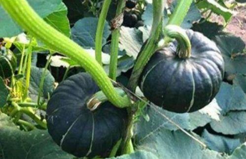 吃瓜吃火的网红是谁,揭秘网络红人的崛起之路  第2张